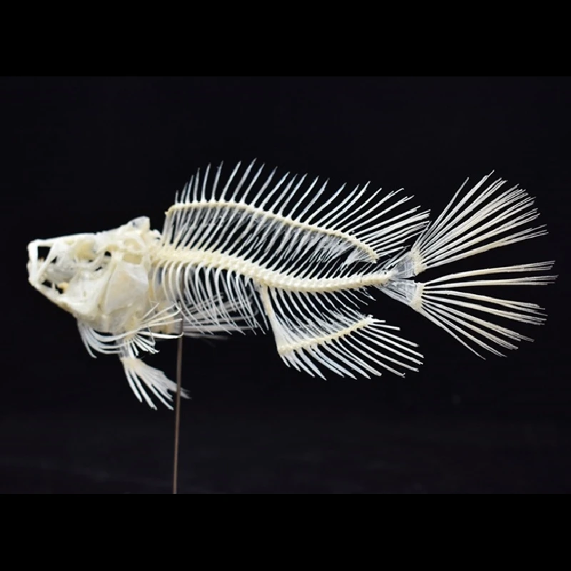 Art And Craft Science - نموذج هيكل سمكة الجروبر 2043 للعرض