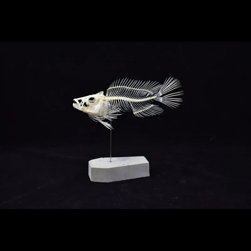 نموذج هيكل سمكة الجروبر 2043 ل - مراجعة Art And Craft Science وسعره