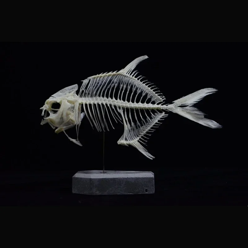 نموذج هيكل سمكة البومفريت الذه - مراجعة Art And Craft Science وسعره