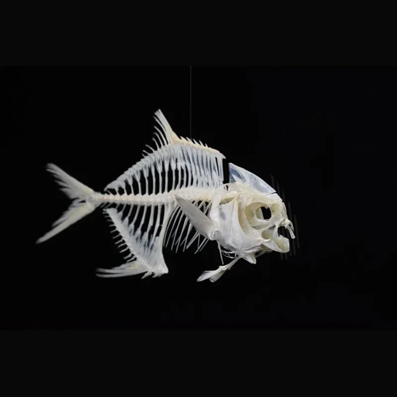 نموذج هيكل سمكة البومفريت الذه - مراجعة Art And Craft Science وسعره